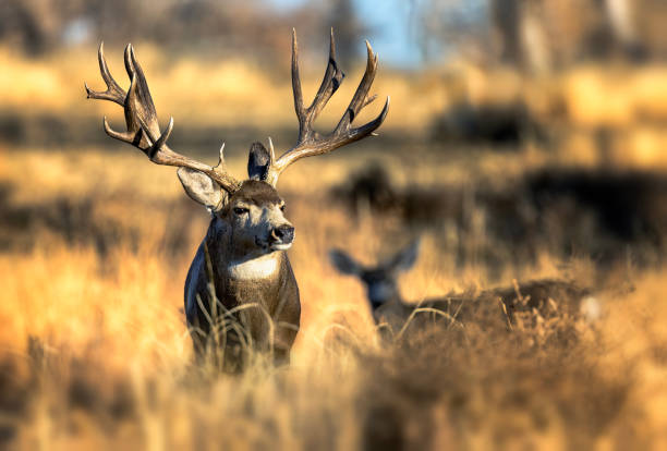 Deer amongst a crop of canola in rural Southern Alberta morning, Canada