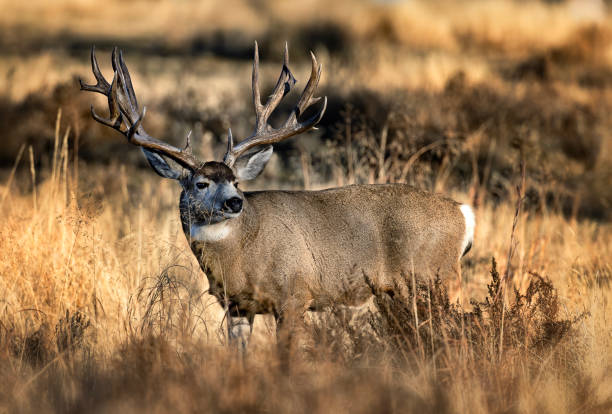 istock Huge Mule Deer buck on the Colorado plains during the fall rut. 2206266830