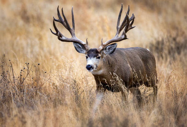 istock Huge Mule Deer buck on the Colorado plains during the fall rut. 2206266851