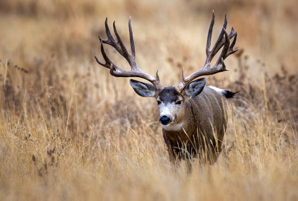 istock Huge Mule Deer buck on the Colorado plains during the fall rut. 2206266855