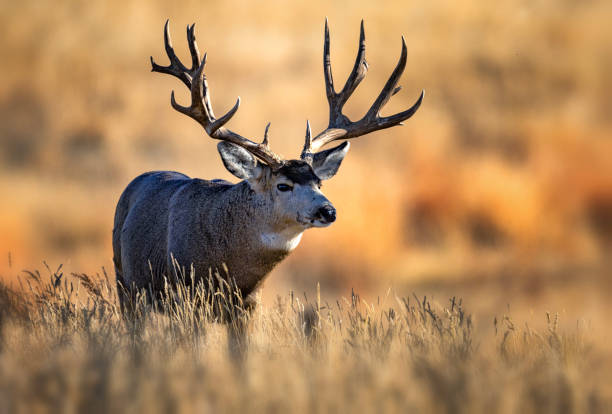 istock Huge Mule Deer buck on the Colorado plains during the fall rut. 2206266862