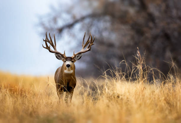 istock Huge Mule Deer buck on the Colorado plains during the fall rut. 2206266865