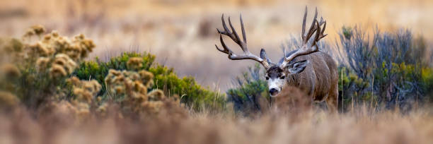 Huge Mule Deer buck on the Colorado plains during the fall rut.
