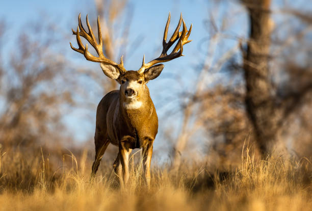 istock Huge Mule Deer buck on the Colorado plains during the fall rut along a stream with trees. 2206266968