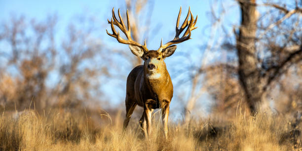 istock Huge Mule Deer buck on the Colorado plains during the fall rut along a stream with trees. 2206267027