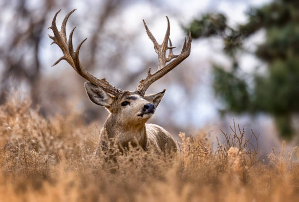 istock Large Mule Deer buck on the Colorado plains. 2206267059