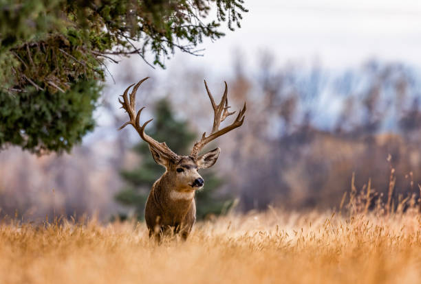 istock Large Mule Deer buck on the Colorado plains. 2206267079