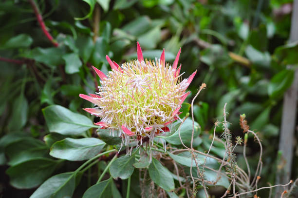 Exotic giant protea artichoke flower or Protea artichoke