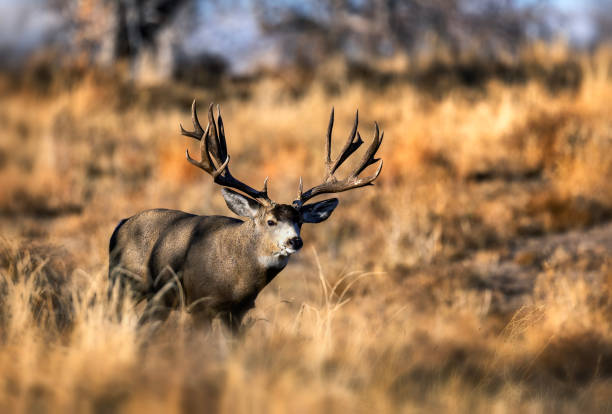 istock Huge Mule Deer buck on the Colorado plains during the fall rut. 2206267161