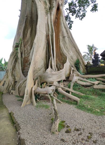istock Bayan Ancient Tree In Bali: The Kayu Putih Giant Tree 2206267191