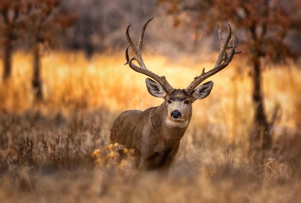 istock Large Mule Deer buck on the Colorado plains. 2206267269