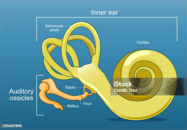 Embedded Object Ear Ear Anatomy Inner Ear And Auditory Ossicles Cochlea Stock Illustration ...