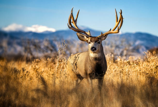 istock Large Mule Deer buck on the Colorado plains. 2206267926