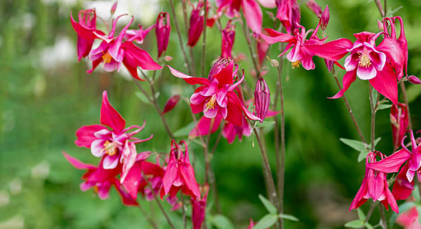 istock Vibrant Pink Columbine Flowers in Bloom with Greenery 2206269152