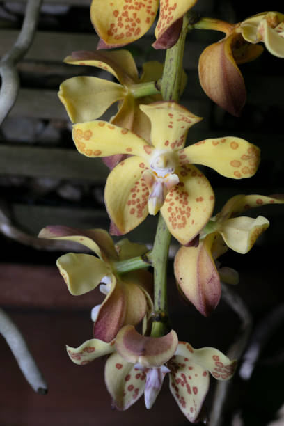 istock Orchid-Vandopsis gigantea 2206269952