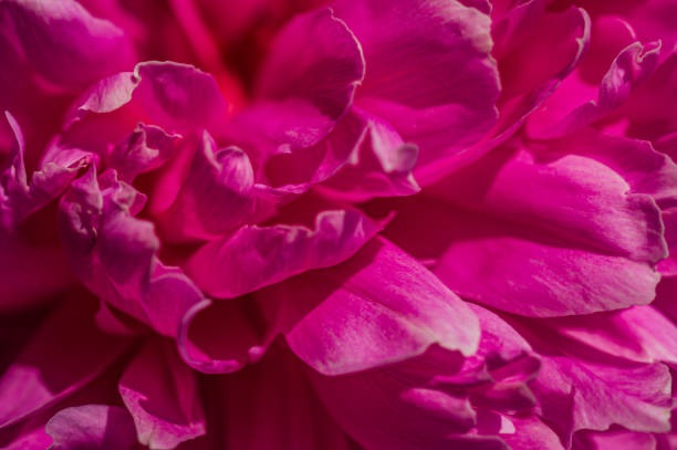 istock Pink petals of tree peony, close-up. 2206269965