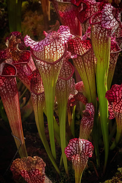 istock Bizarre almost alien-looking insect and flycatcher plant. 2206270096