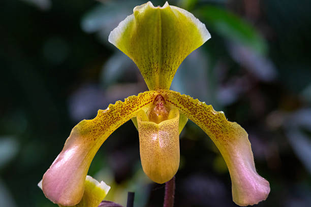 Paphiopedilum insigne From India