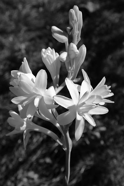 Tuberose flowers in black and white colors