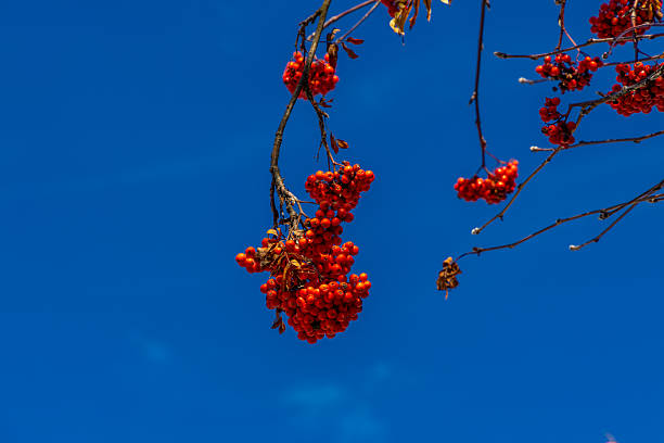 Rowan berries on a tree. Red berry in autumn in the wild nature growing on a tree under blue sky on sunny weather. Rowan berry growing in the garden and wild forest