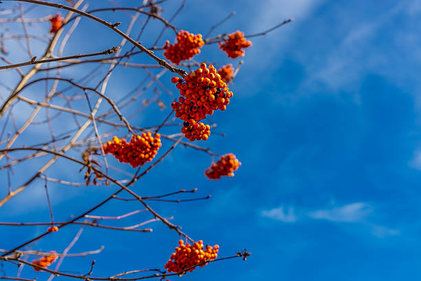 Rowan berries on a tree. Red berry in autumn in the wild nature growing on a tree under blue sky on sunny weather. Rowan berry growing in the garden and wild forest
