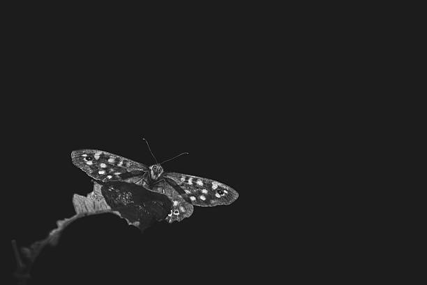 istock Speckled Wood Butterfly(Pararge Aegeria) 2206274306