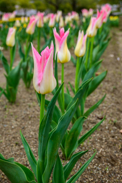 istock Rows of Pink and White Lady Tulips , Japan 2206274482