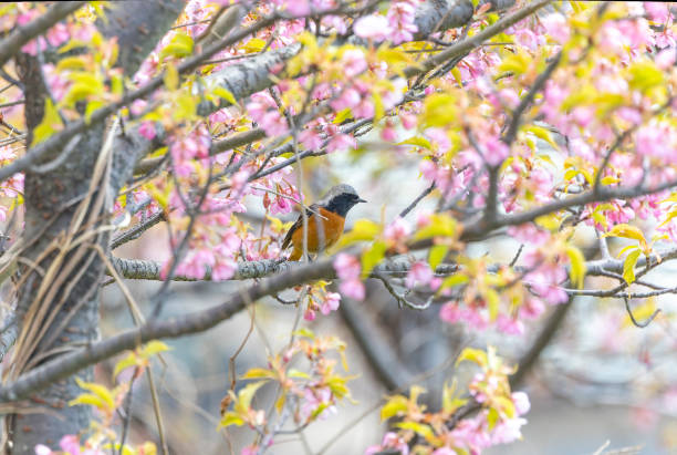 istock Male daurian redstart on the branch of sakura tree. 2206276577