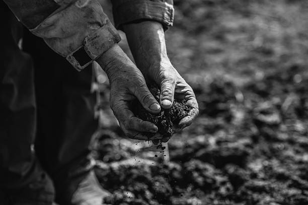 The tired hands press the soil between calloused fingers. The hands are worn from years of farming. These hands shape the land with devotion and strength