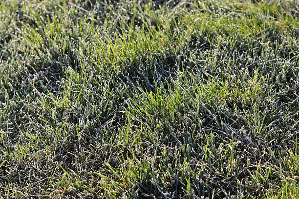 Frost covered grass sparkling in morning sunshine