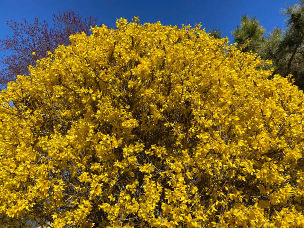 istock Mid March Colorful Forsythia Flowers 2206277634