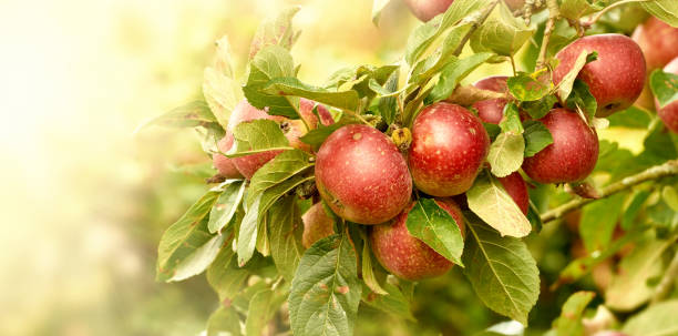 istock Ripe apples hanging on tree branches bathed in soft sunlight 2206278612