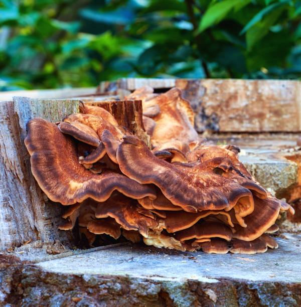 istock Large Brown Mushrooms Growing on a Wooden Tree Stump Amidst Greenery 2206278625