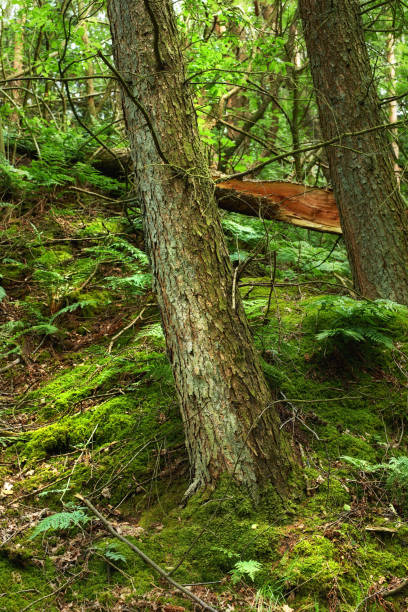 Lush Green Forest Scene with Tree Trunks and Mossy Vegetation