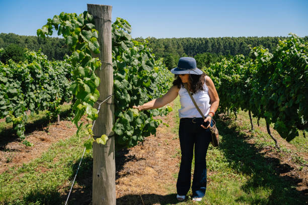 istock Mature woman visiting a winery 2206278642