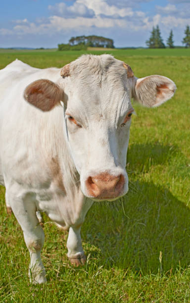 istock White cow grazing in a lush green field under a blue sky with scattered clouds 2206278700