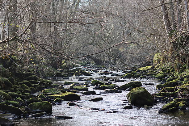 istock View along a woodland river with moss covered rocks in spring sunshine 2206279675