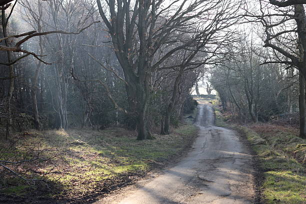 istock Countryside lane surrounded by trees in winter sunshine 2206279678