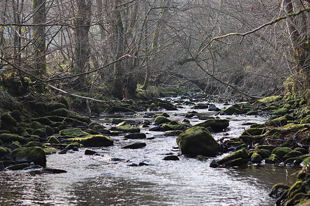 istock View along a woodland river with moss covered rocks in spring sunshine 2206279683
