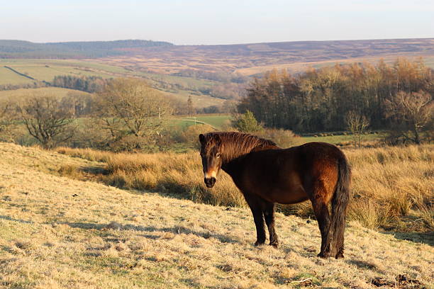 A picturesque scene capturing a beautiful brown horse grazing peacefully in a lush green field. This serene moment highlights the tranquility of rural life and the grace of these majestic animals in their natural surroundings.