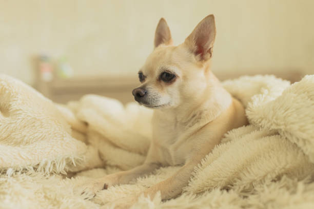 Chihuahua dog on bed