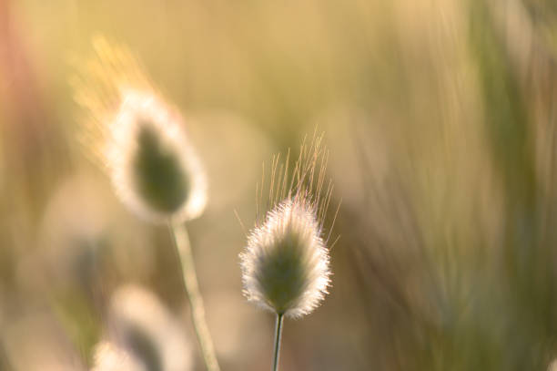 Gentle sunlight filters through a quiet meadow, highlighting the soft, fuzzy grass tufts. The golden hour creates a dreamy atmosphere, inviting calm and reflection in nature's embrace.
