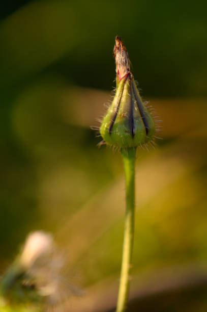 A vibrant flower bud stands tall, adorned with gentle fuzz and striking colors, as the warm light of sunset illuminates every detail in a peaceful garden setting, inviting new beginnings.