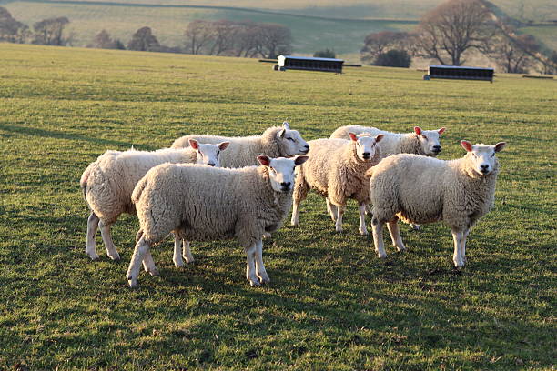 istock Sheep in a field in evening sunshine 2206281146
