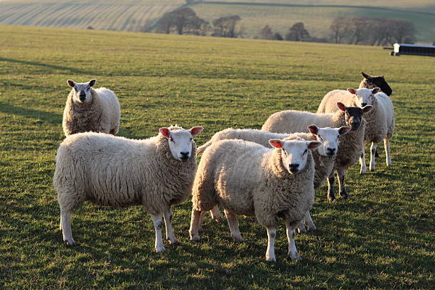 istock Sheep in a field in evening sunshine 2206281147
