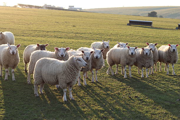 istock Sheep in a field in evening sunshine 2206281222