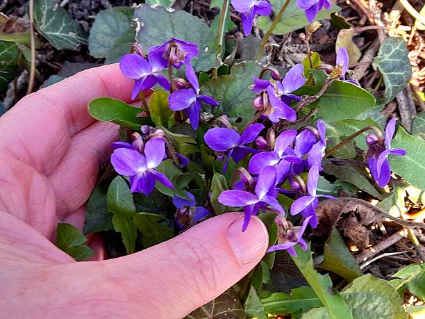 istock Violet flower in the garden 2206282507