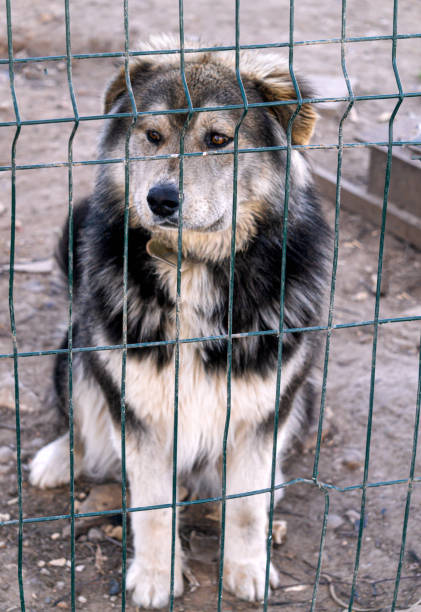 istock A young husky puppy looks through a chain link fence. 2206282784