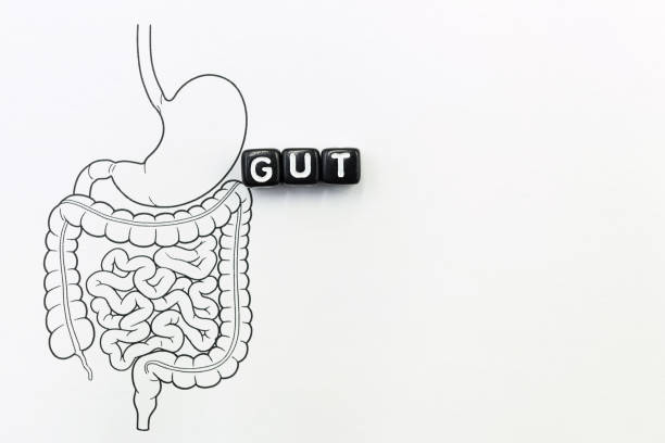 istock Gastrointestinal Tract Human GUT on a white background. 2206282812