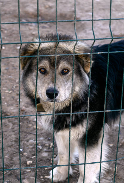 istock A young husky puppy looks through a chain link fence. 2206283481